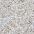 Caleihd Crinkle Cut Paper Shred Filler