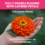 Zinnia Dahlia Flower Seeds Pack, 524 Seeds - Detail view