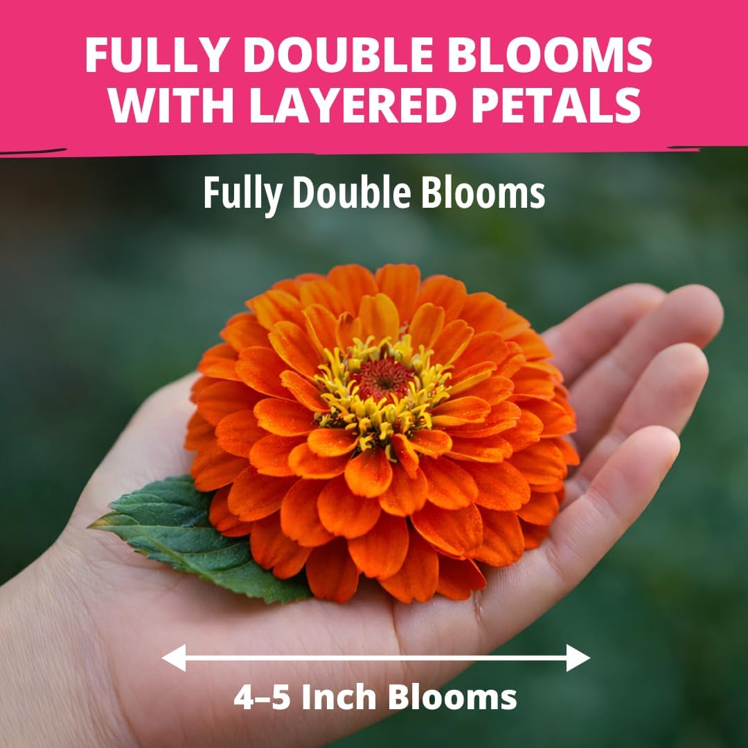 Zinnia Dahlia Flower Seeds Pack, 524 Seeds - Detail view