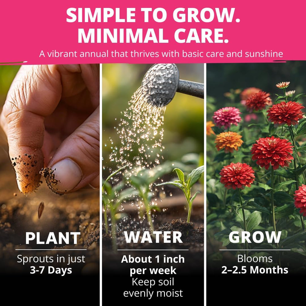 Zinnia Dahlia Flower Seeds Pack, 524 Seeds - Alternate angle