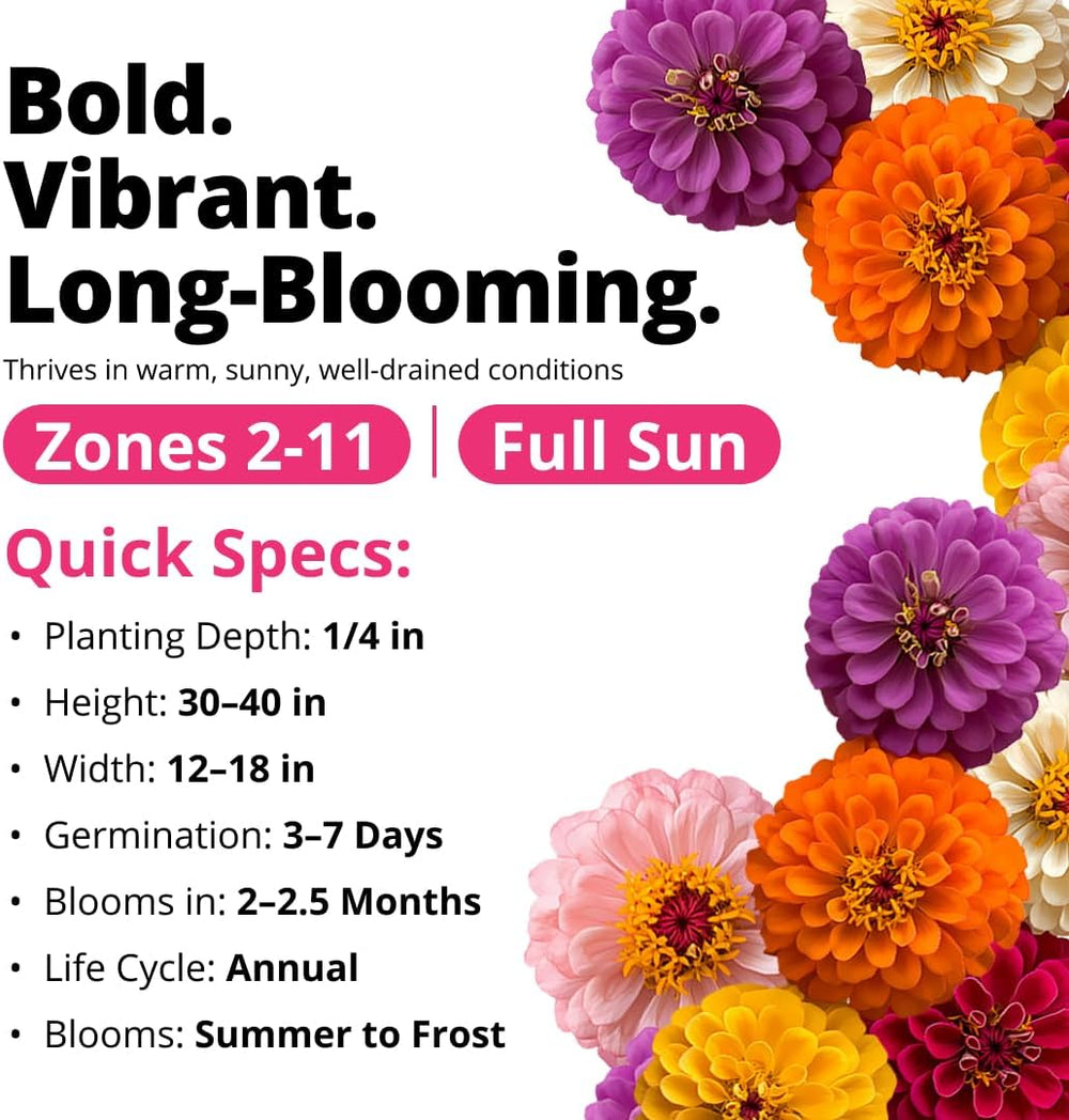 Zinnia Dahlia Flower Seeds Pack, 524 Seeds - Close-up