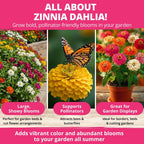 Zinnia Dahlia Flower Seeds Pack, 524 Seeds - Size reference