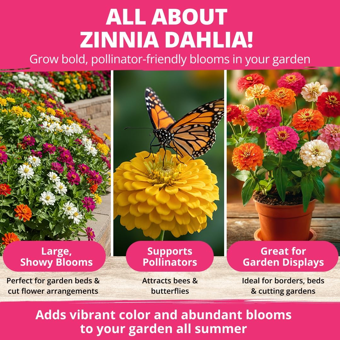 Zinnia Dahlia Flower Seeds Pack, 524 Seeds - Size reference