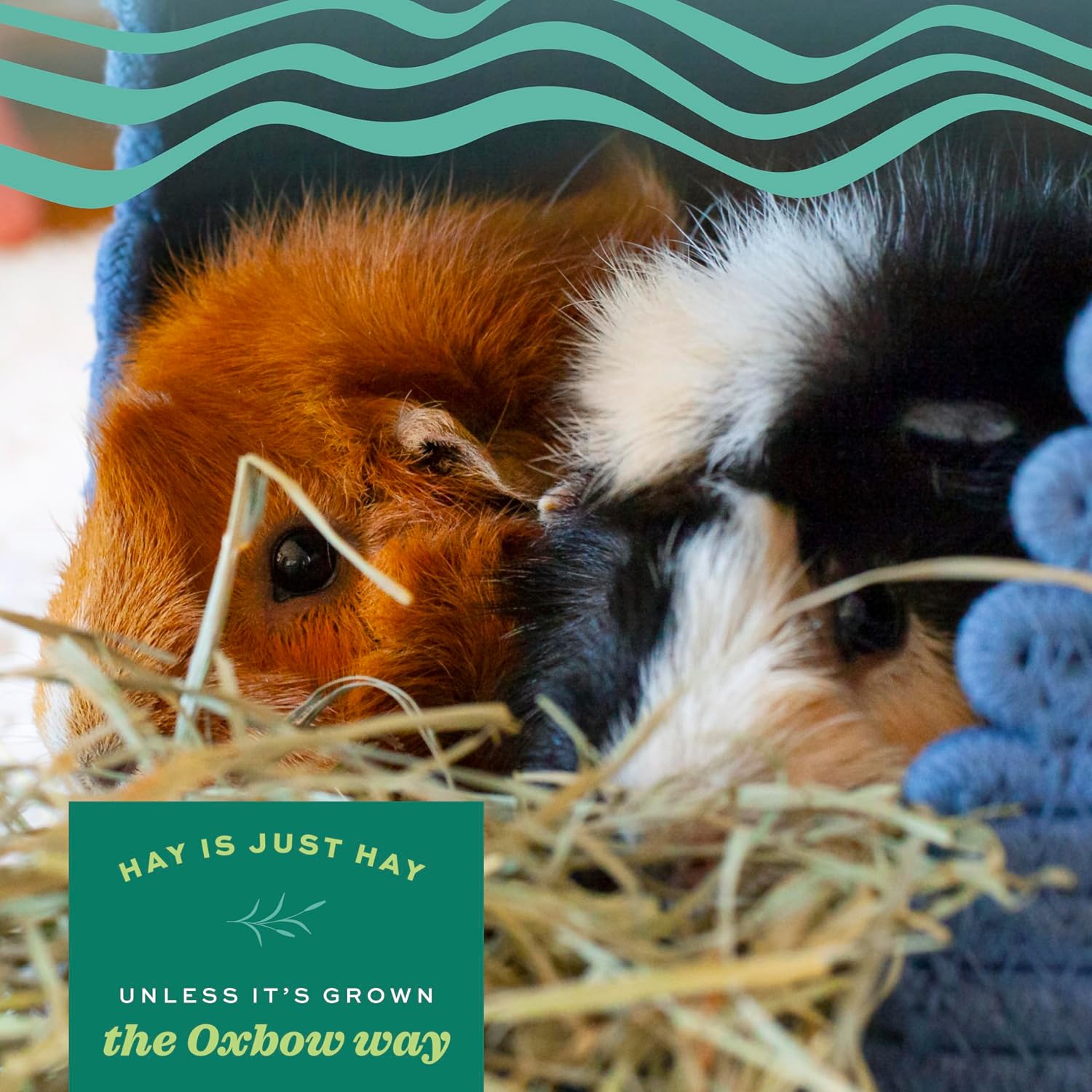 Oxbow Western Timothy Hay for Small Pets, 90oz - Close-up