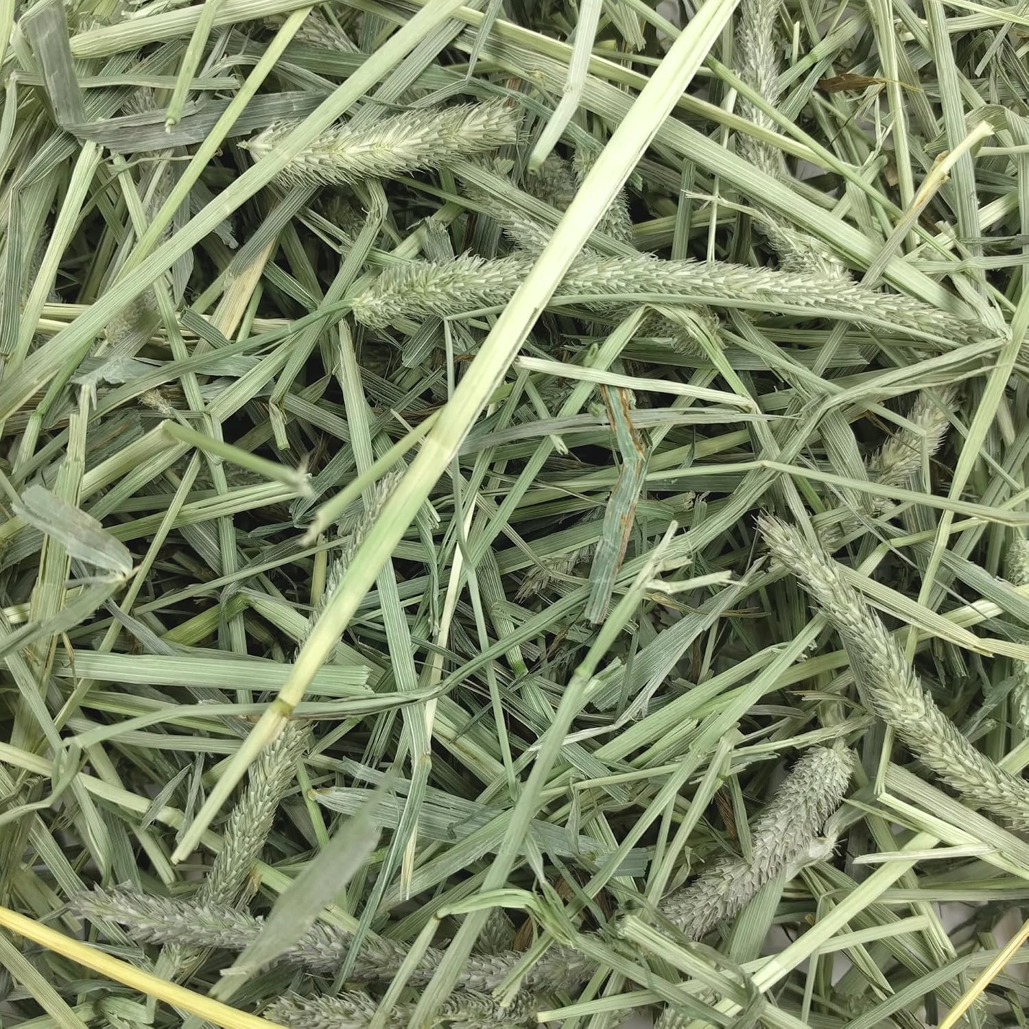 Oxbow Western Timothy Hay for Small Pets, 90oz - In use